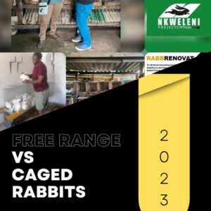 Free Range VS Caged Rabbits Free Range VS Caged Rabbits