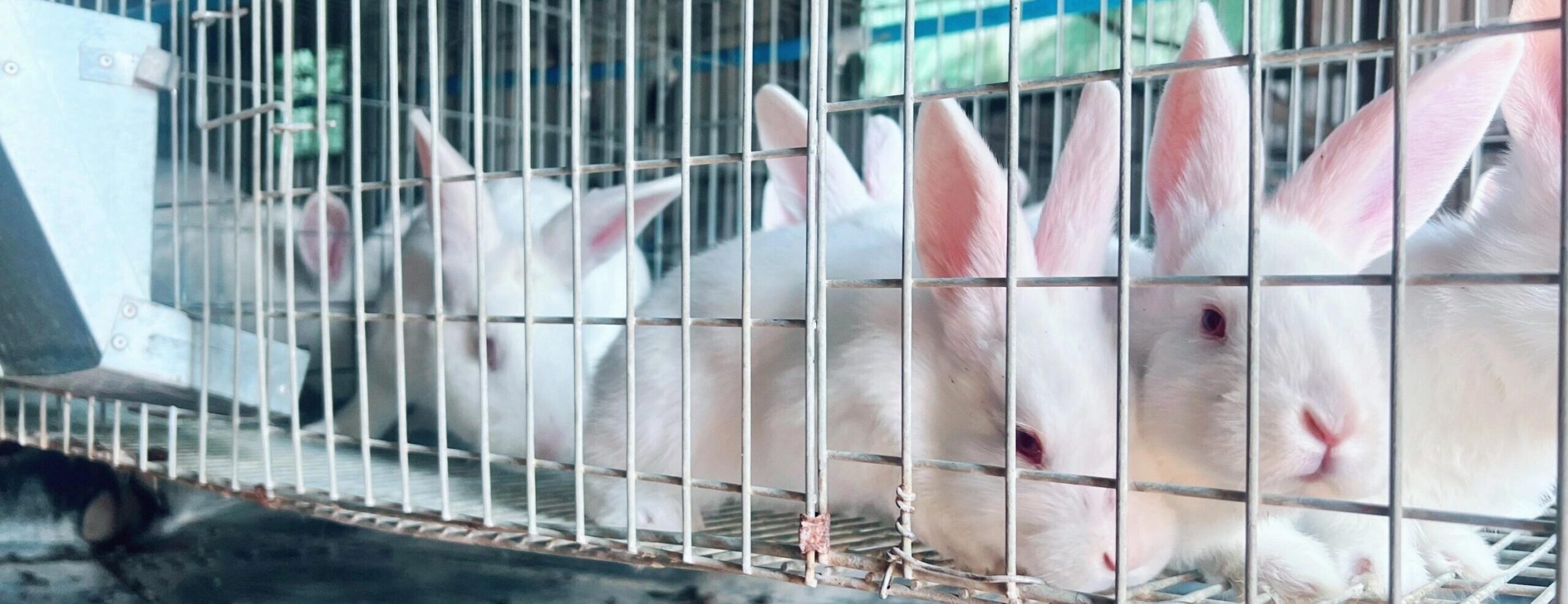 WhatsApp-Image-2025-12-03-at-12.43.31_11474587-scaled-e1769086201948 A Guide to Rabbit Farming