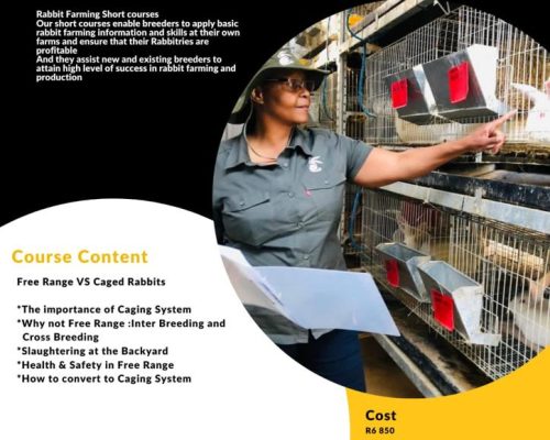 7f4be760-fc35-440f-9f32-020900a72f00 Free Range VS Caged Rabbits