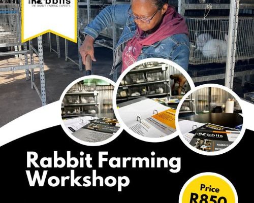 Rabbit Farming Workshop Rabbit Farming Workshop